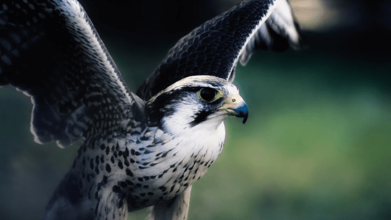 Der schlaue Falke und seine Krallen: Was können wir lernen?